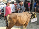 PEMOTONGAN HEWAN QURBAN HARI KAMIS (24/09/2015) 